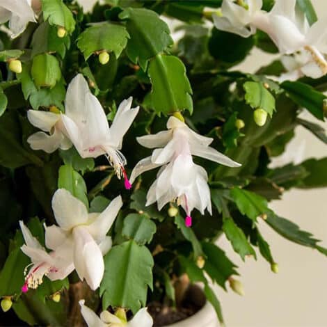 Christmas Cactus White (6 inch)