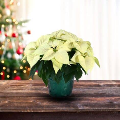 Poinsettia, White (6.5 Inch and 8 Inch) - Image 3