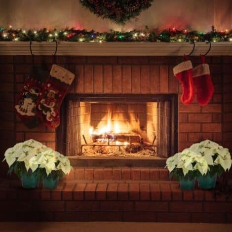 Poinsettia, White (6.5 Inch and 8 Inch) - Image 4