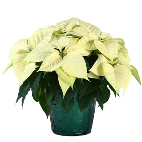 Poinsettia, White (6.5 Inch and 8 Inch) - Image 2