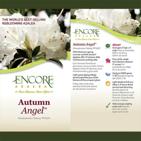 Azalea, Encore 'Autumn Angel' (1 Gallon, 2 Gallon, and 5 Gallon) - Image 3