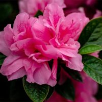 Azalea, Encore 'Autumn Carnation' (1 Gallon, 2 Gallon, and 5 Gallon)