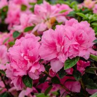 Azalea, Encore 'Autumn Carnation' (1 Gallon, 2 Gallon, and 5 Gallon) - Image 3