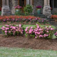 Azalea, Encore 'Autumn Carnation' (1 Gallon, 2 Gallon, and 5 Gallon) - Image 4