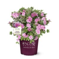 Azalea, Encore 'Autumn Carnation' (1 Gallon, 2 Gallon, and 5 Gallon) - Image 2