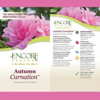 Azalea, Encore 'Autumn Carnation' (1 Gallon, 2 Gallon, and 5 Gallon) - Image 5