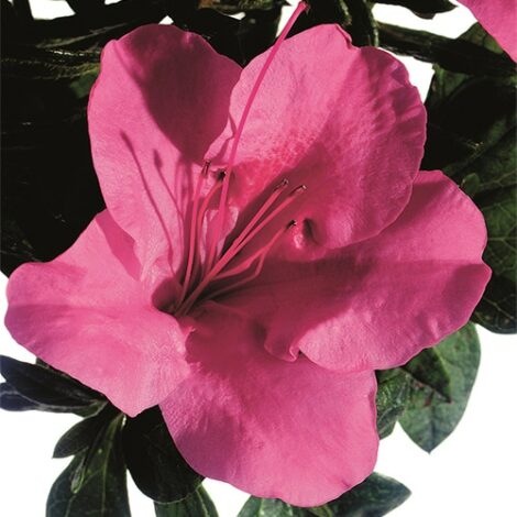 Azalea, Encore 'Autumn Carnival' (1 Gallon, 2 Gallon, and 5 Gallon)