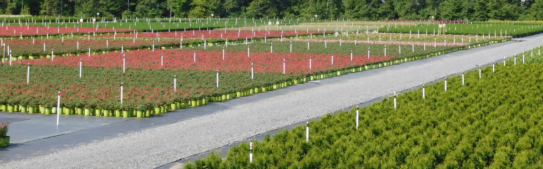 Baucom S Nursery Company Located In Charlotte Nc Baucom S Nursery Is A Whole Grower That Provides Diverse Mix Of Plants To The Retail And Landscape Industries