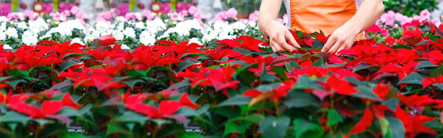 Baucom S Nursery Company Located In Charlotte Nc