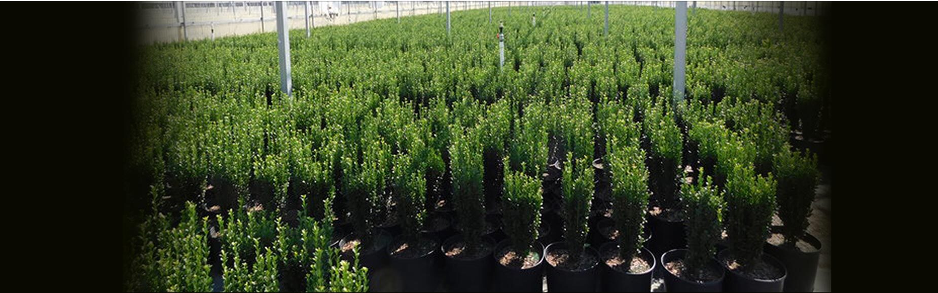Baucom S Nursery Company Located In Charlotte Nc Based In Charlotte Nc We Supply Customers The Southeast And Mid Atlantic Regions Baucom S Nursery