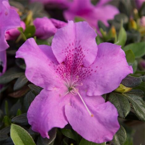 Azalea, Encore 'Autumn Lilac' (1 Gallon, 2 Gallon, and 5 Gallon) - Image 3