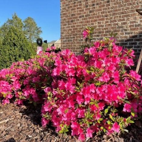 Azalea, Encore 'Autumn Sangria' (1 Gallon, 2 Gallon, and 5 Gallon) - Image 5