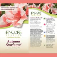 Azalea, Encore 'Autumn Starburst' (1 Gallon, 2 Gallon, and 5 Gallon) - Image 5