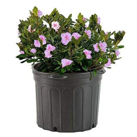 Azalea, 'Conversation Piece' (2.5 Quart and 2.25 Gallon) - Image 2