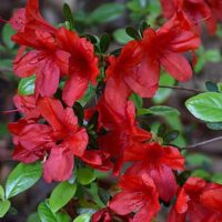 Azalea, 'Midnight Flare Red' (2.5 Quart and 2.25 Gallon)