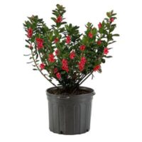 Azalea, 'Midnight Flare Red' (2.5 Quart and 2.25 Gallon) - Image 2