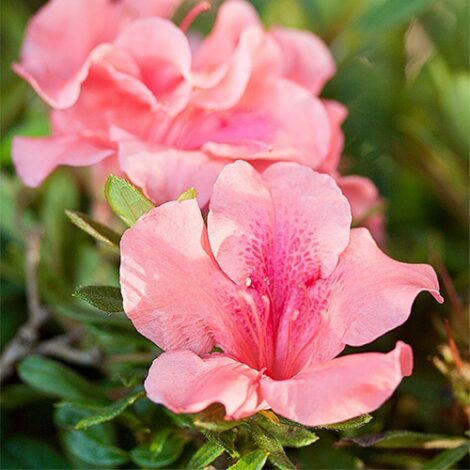 Azalea, Encore 'Autumn Coral' (1 Gallon, 2 Gallon, and 5 Gallon)