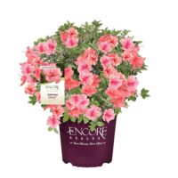 Azalea, Encore 'Autumn Coral' (1 Gallon, 2 Gallon, and 5 Gallon) - Image 2