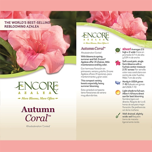 Azalea, Encore 'Autumn Coral' (1 Gallon, 2 Gallon, and 5 Gallon) - Image 3