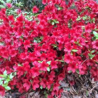 Azalea, 'Midnight Flare Red' (2.5 Quart and 2.25 Gallon) - Image 3