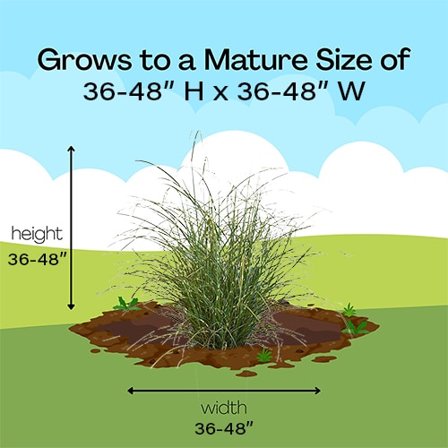 Grass, Miscanthus Little Zebra (2.25 Gallon) - Image 5