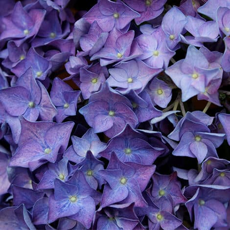 Hydrangea, Proven Winners 'Let's Dance Rhythmic Blue' (2 Gallon)