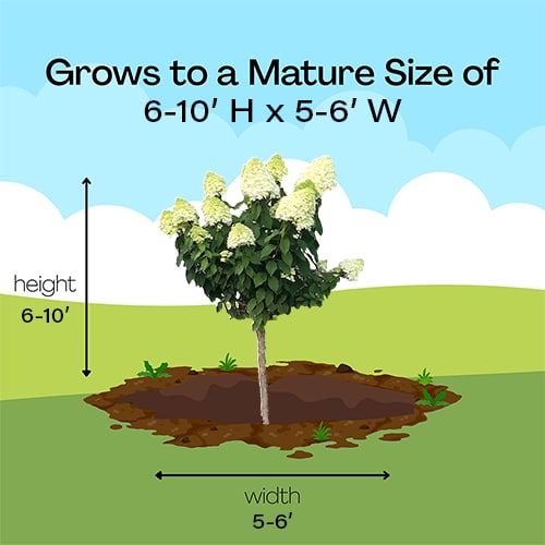 Hydrangea, Proven Winners 'Limelight' Tree Form (5 Gallon) - Image 9