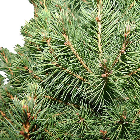 Spruce, Dwarf Alberta (1 Gallon and 3 Gallon)