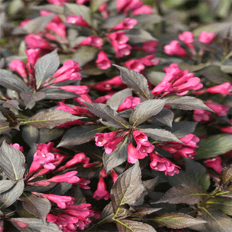 Weigela, Proven Winners 'Spilled Wine' (2 Gallon)