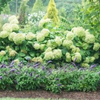 Buddleia, Proven Winners 'Pugster Blue' (2 Gallon) - Image 4