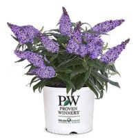Buddleia, Proven Winners 'Pugster Blue' (2 Gallon) - Image 2