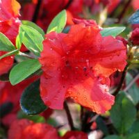 Azalea, 'Christina' (2.5 Quart and 2.25 Gallon)