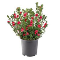 Azalea, 'Christina' (2.5 Quart and 2.25 Gallon) - Image 2