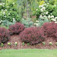 Barberry, Proven Winners 'Sunjoy Mini Maroon' (2 Gallon) - Image 4