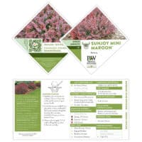 Barberry, Proven Winners 'Sunjoy Mini Maroon' (2 Gallon) - Image 5