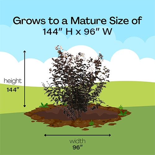 Crape Myrtle, Black Diamond 'Pure White' (2.25 Gallon) - Image 8