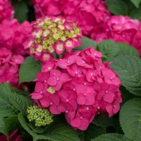 Hydrangea, Endless Summer 'Summer Crush' (1 Gallon and 2 Gallon)