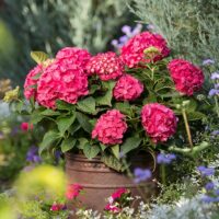 Hydrangea, Endless Summer 'Summer Crush' (1 Gallon and 2 Gallon) - Image 5