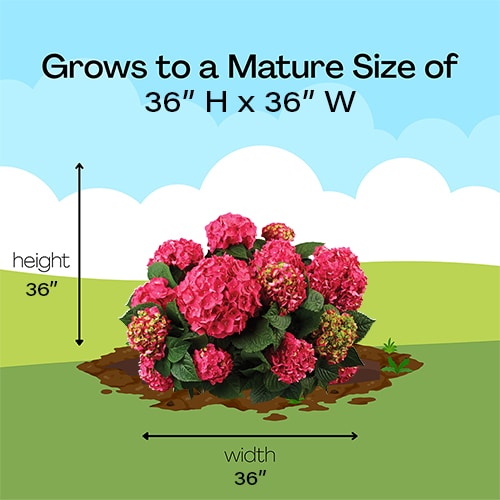 Hydrangea, Endless Summer 'Summer Crush' (1 Gallon and 2 Gallon) - Image 10
