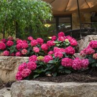 Hydrangea, Endless Summer 'Summer Crush' (1 Gallon and 2 Gallon) - Image 4