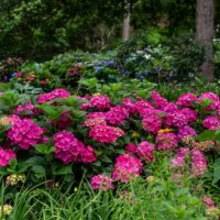 Hydrangea, Endless Summer 'Summer Crush' (1 Gallon and 2 Gallon) - Image 3
