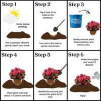Hydrangea, Endless Summer 'Summer Crush' (1 Gallon and 2 Gallon) - Image 9