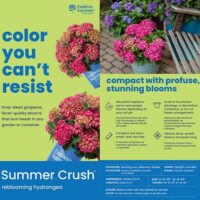 Hydrangea, Endless Summer 'Summer Crush' (1 Gallon and 2 Gallon) - Image 7