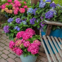 Hydrangea, Endless Summer 'Summer Crush' (1 Gallon and 2 Gallon) - Image 6