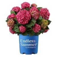 Hydrangea, Endless Summer 'Summer Crush' (1 Gallon and 2 Gallon) - Image 2