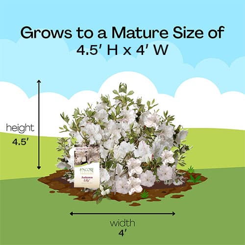 Azalea, Encore 'Autumn Lily' (1 Gallon, 2 Gallon, and 5 Gallon) - Image 7