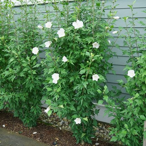 Hibiscus, Proven Winners 'White Pillar' (2 Gallon) - Image 7