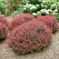 Barberry, Proven Winners 'Sunjoy Mini Maroon' (2 Gallon) - Image 3