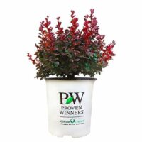 Barberry, Proven Winners 'Sunjoy Mini Maroon' (2 Gallon) - Image 2