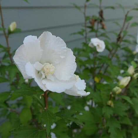 Hibiscus, Proven Winners 'White Pillar' (2 Gallon) - Image 3
